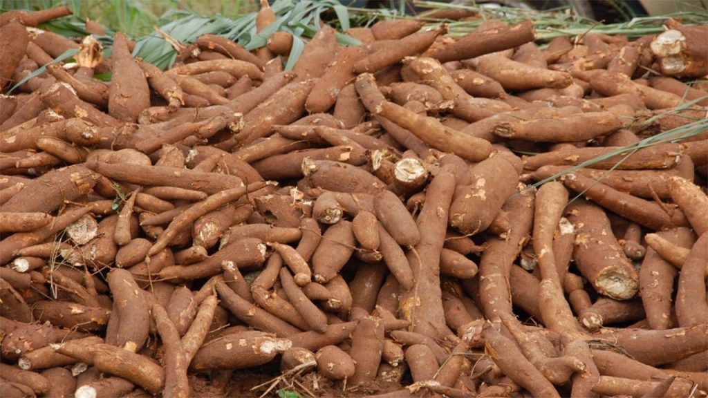 Vận chuyển khoai mì từ Tân Châu đi Thâm Quyến, Trung quốc