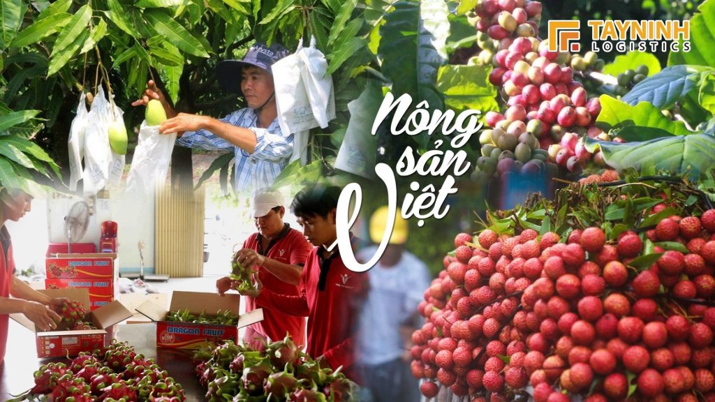 Mở rộng cửa khẩu – Chìa khóa vàng thúc đẩy xuất khẩu nông sản sang Trung Quốc
